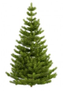 Tannenbaum