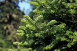 ein frischer tannenbaum