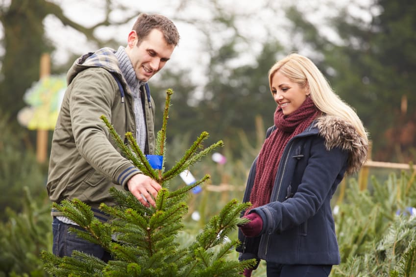 Ein Paar sucht sich einen Weihnachtsbaum aus